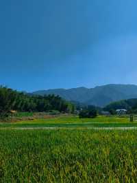 祁門蘆荔稻田遊玩攻略