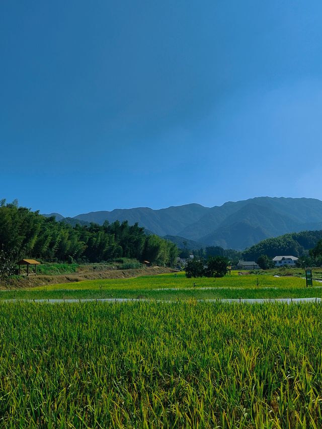祁門蘆荔稻田遊玩攻略 祁門蘆荔稻田遊玩攻略