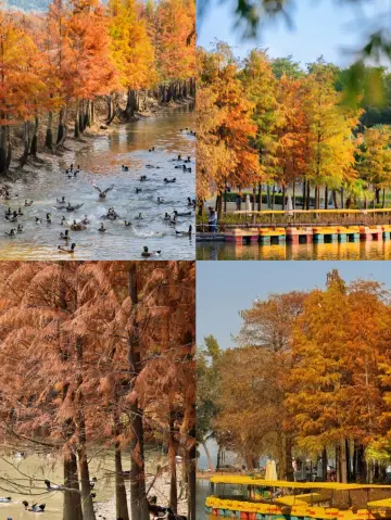 11至12月珠海值得一去嗎