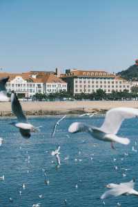 青島|人人喜愛的海鷗又回來啦餵海鷗真好玩