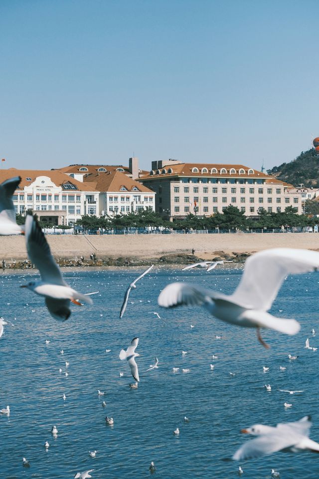 青島|人人喜愛的海鷗又回來啦餵海鷗真好玩