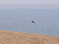 去駐馬店必打卡！邂逅宿鴨湖絕美落日