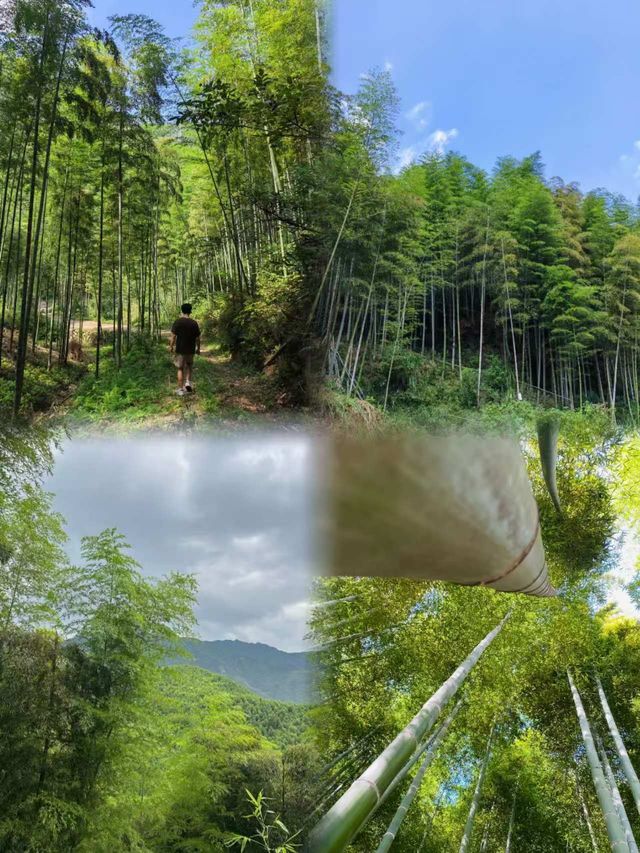 【安吉秋日限定】闖入江浙滬最治癒的金色童話世界