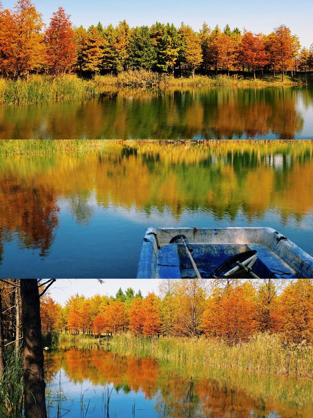 滬上「小喀納斯」| 這片紅杉森林驚艷到我最近被三林濱江森林公園