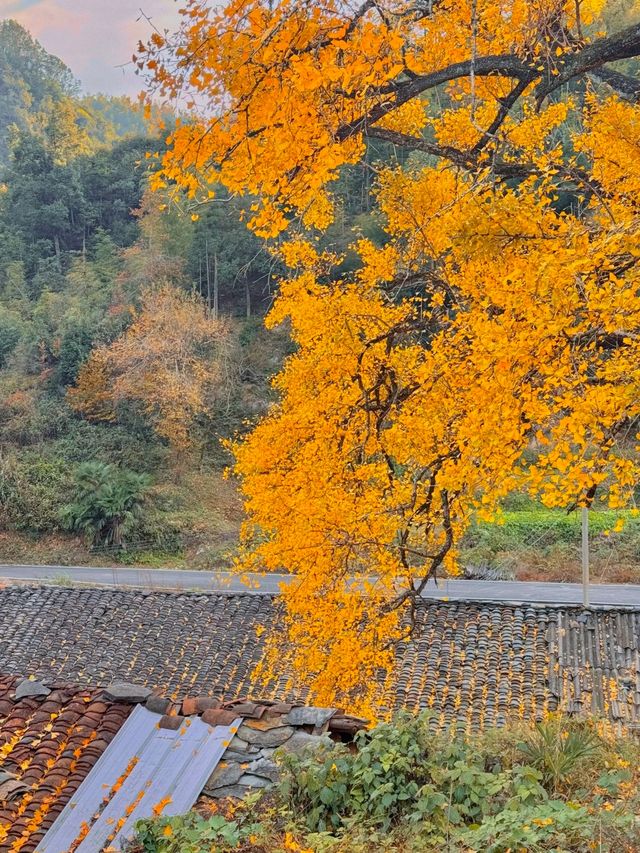 咸寧程家壟千年銀杏原來自帶中國風濾鏡！絕了！