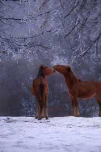 是童話裡的雪景啊,這裡美哭了!