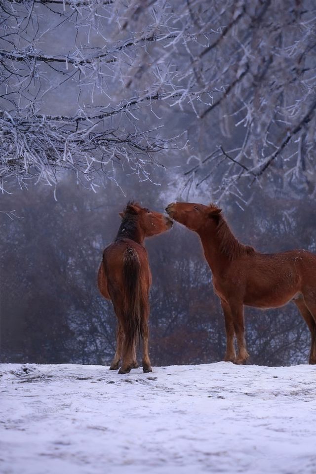是童話裡的雪景啊,這裡美哭了! 是童話裡的雪景啊,這裡美哭了!