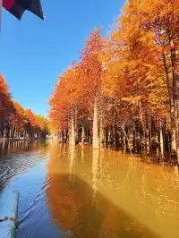 11.15皖南川藏線之落羽紅杉林