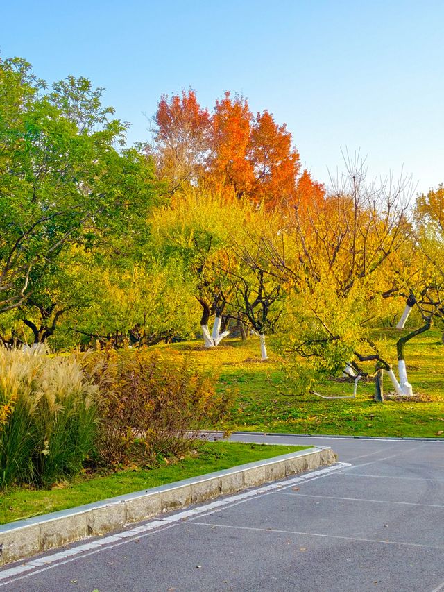 秋色滿園絕美倒映