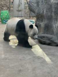 神農架 / 大熊貓館