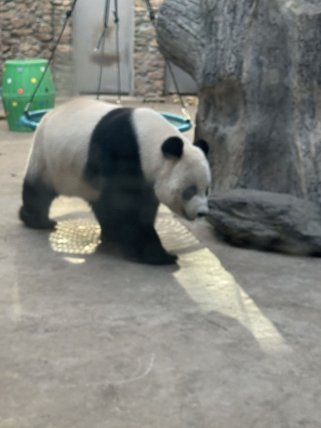 神農架 / 大熊貓館 神農架 / 大熊貓館