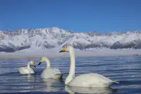 新疆已歸 這一趟值當沒白活!