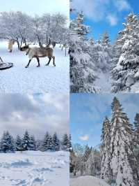 球球了 冬天遞來的邀請函 男方人一定要來