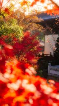 全屏封神 | 理想的秋天,就該這樣熱烈