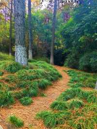 紅杉漸染,來鄞州公園一期邂逅初冬限定浪漫