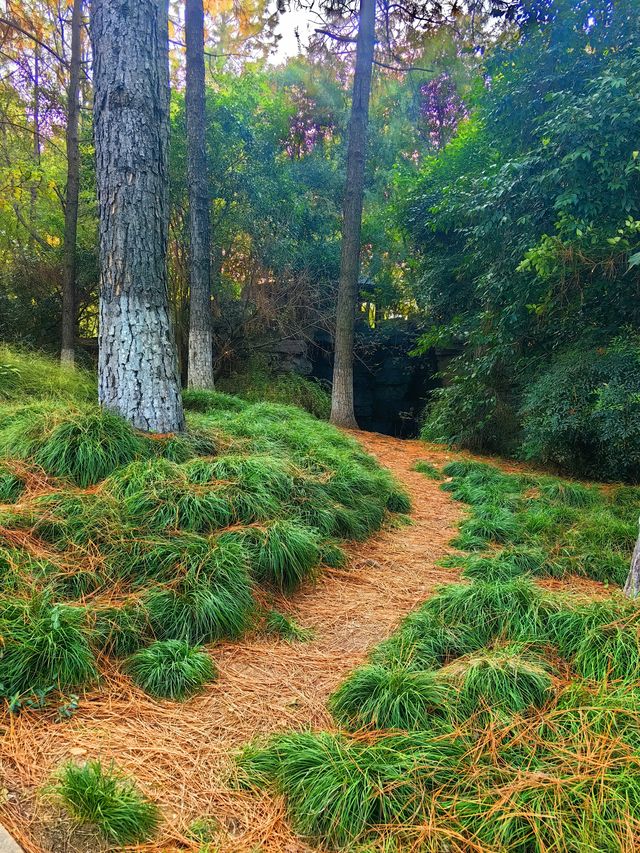 紅杉漸染,來鄞州公園一期邂逅初冬限定浪漫 紅杉漸染,來鄞州公園一期邂逅初冬限定浪漫