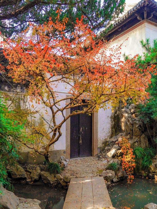 上海小眾秋色天花板一扇金色之門驚艷了深秋！