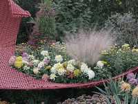 共青森林公園菊花展美翻啦