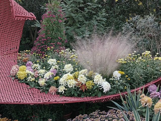 共青森林公園菊花展美翻啦 共青森林公園菊花展美翻啦