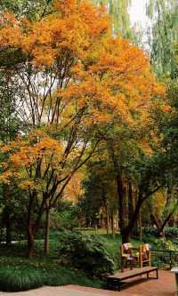 12.3上海超絕!延中綠地楓葉銀杏