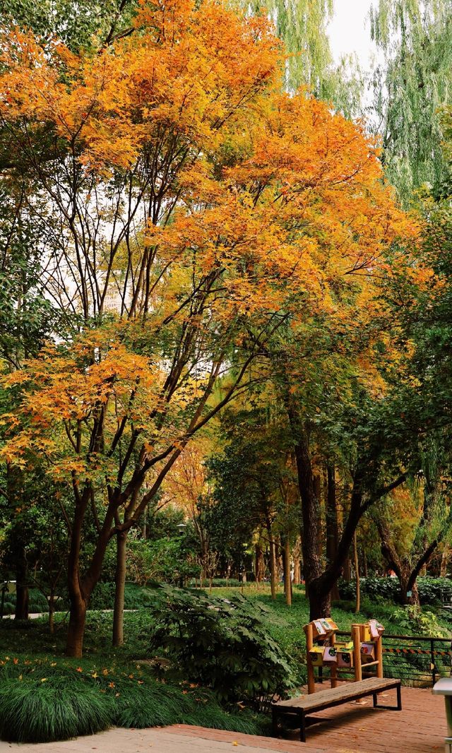 12.3上海超絕!延中綠地楓葉銀杏 12.3上海超絕!延中綠地楓葉銀杏