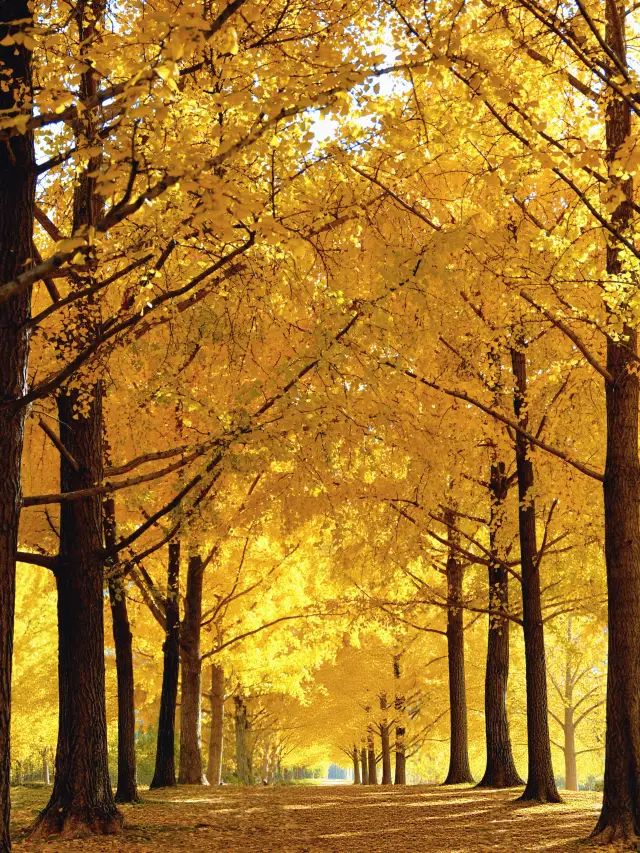 Shanghai Weekend Must-Visit: The Legendary Ginkgo Forest with Photo Tips