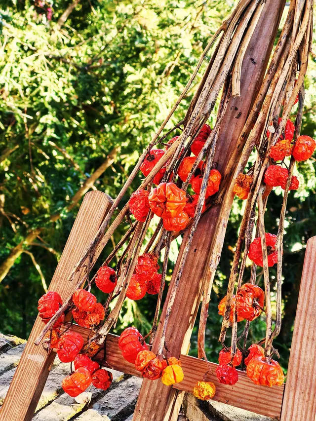 秋天又來了! 臨安指南村實況 秋天又來了! 臨安指南村實況