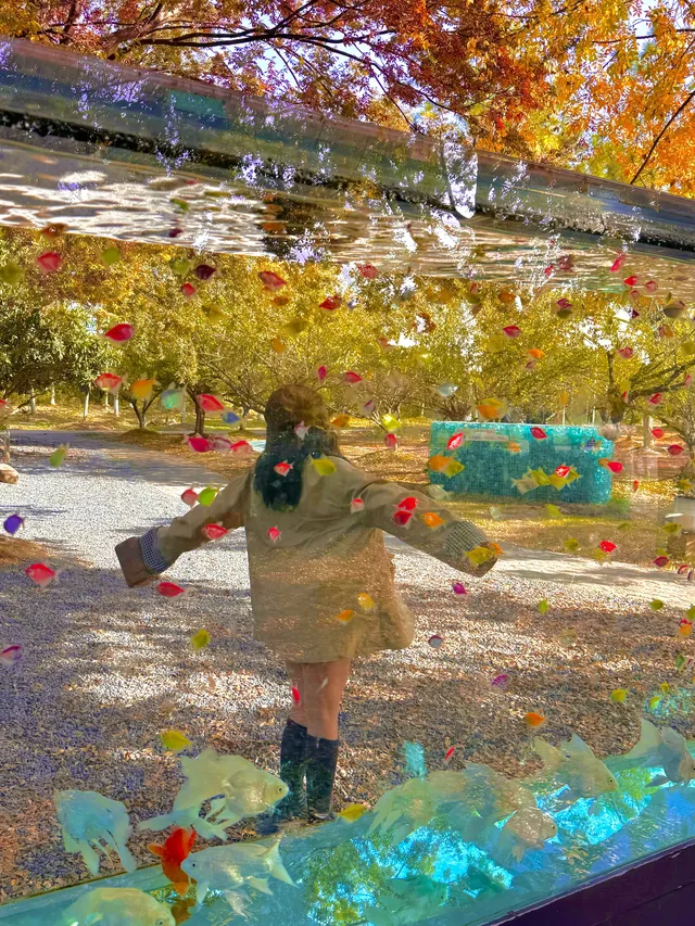 上海自駕1h賞秋紅透的楓葉真的美到封神 上海自駕1h賞秋紅透的楓葉真的美到封神