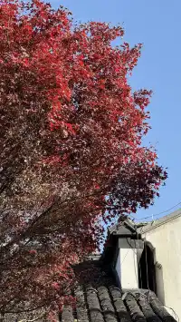 為了一棵樹來了瞻園|全屏感受金陵第一園