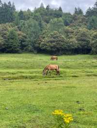 探秘西藏魯朗林海:來了就不想走的東方瑞士
