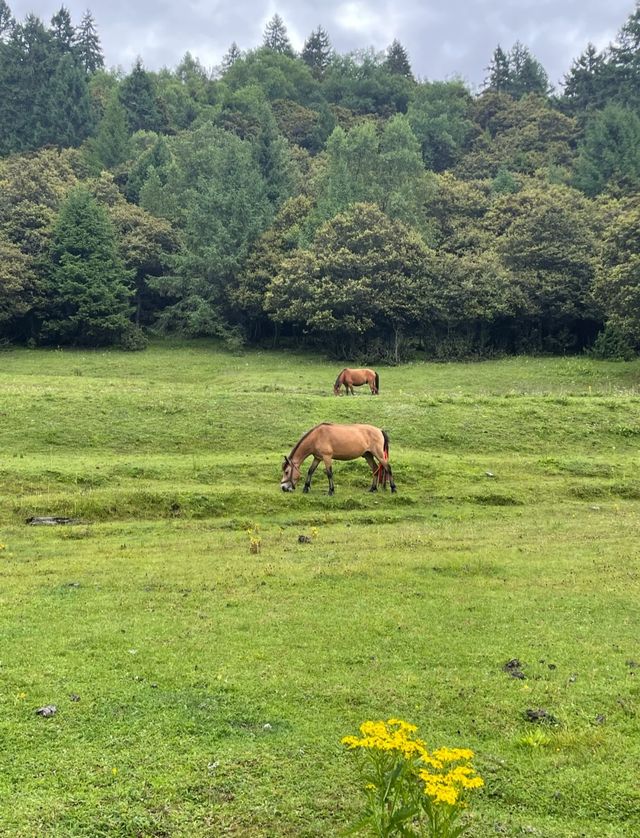 探秘西藏魯朗林海:來了就不想走的東方瑞士 探秘西藏魯朗林海:來了就不想走的東方瑞士