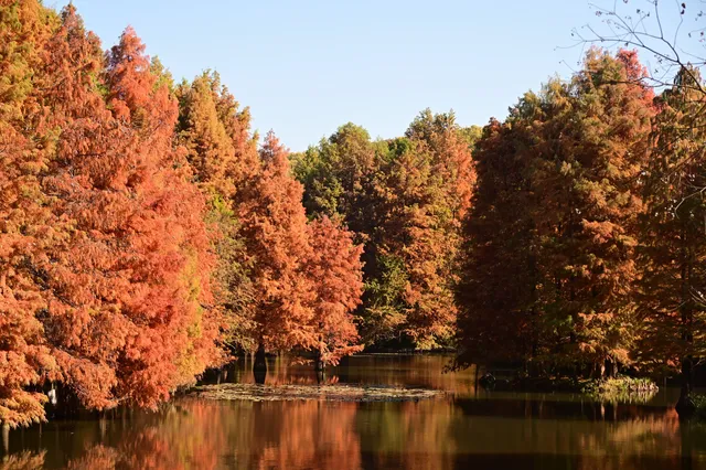落羽杉紅了,你會來明孝陵燕雀湖看嗎? 落羽杉紅了,你會來明孝陵燕雀湖看嗎?