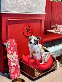 plog|跟毛孩子的聖誕漂亮飯囉