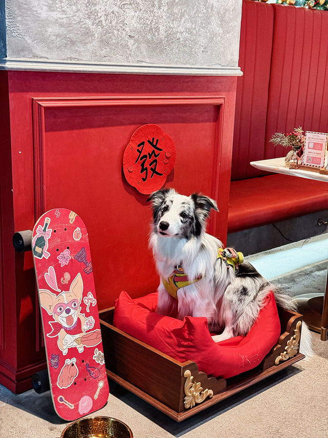 plog|跟毛孩子的聖誕漂亮飯囉 plog|跟毛孩子的聖誕漂亮飯囉