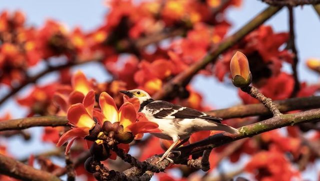 珠海望海亭賞花絕美機位