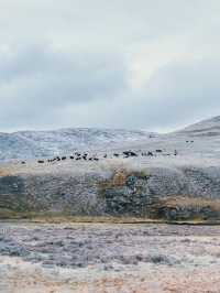 自駕川西|一場大雪,川西有了冬日氛圍