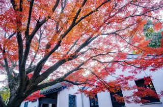 For this touch of yellow and this touch of red, everyone is crowding and pushing.