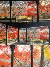 秋日頂流～～明孝陵胭脂雪