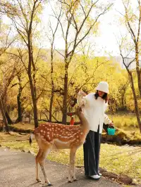 北京自駕阿爾山追秋