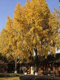 銀杏樹下邂逅金陵城