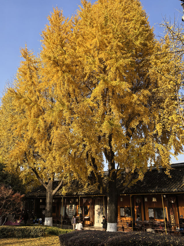 銀杏樹下邂逅金陵城 銀杏樹下邂逅金陵城