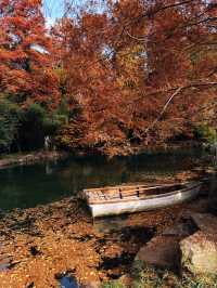上海秋冬限定!紅杉映金杏賞景全攻略