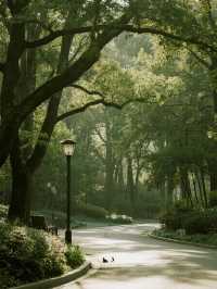 上海市區森林秘境!共青的秋冬光影拍照指南