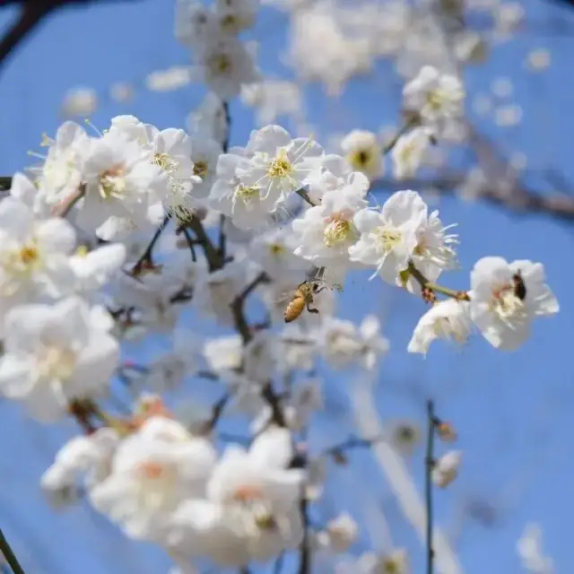 Tianxin Pavilion Plum Blossoms in Full Bloom