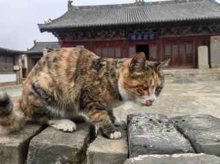 Millennium Ancient Temple Meets Adorable Kitten | A Hidden Gem at Hongfu Temple, Dingxiang, Shanxi