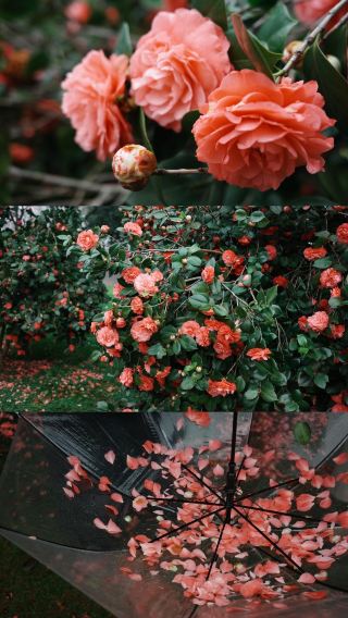 Romantic Rainy Season in Changsha|Camellia Sea Check-in Guide at Orange Isle