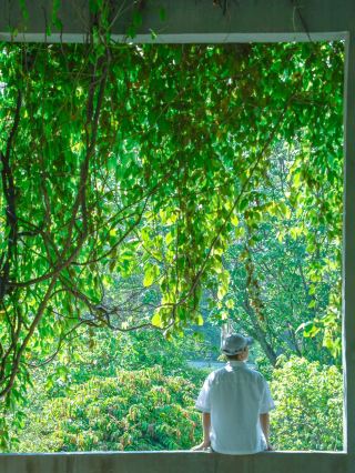 South China Botanical Garden in Guangzhou｜The green light forest for recharging the soul is so healing!