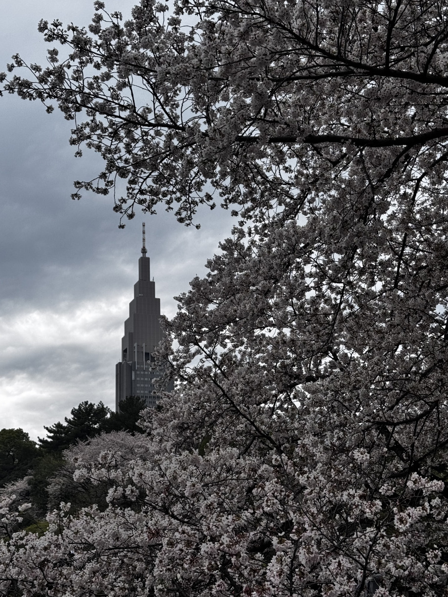桜の600度ルール | Trip.com 東京