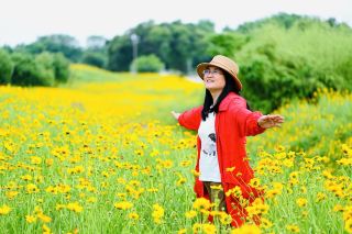 湖南長沙旅行、初夏に霊鷲峰公園でキンセンギクとロマンチックな出会い