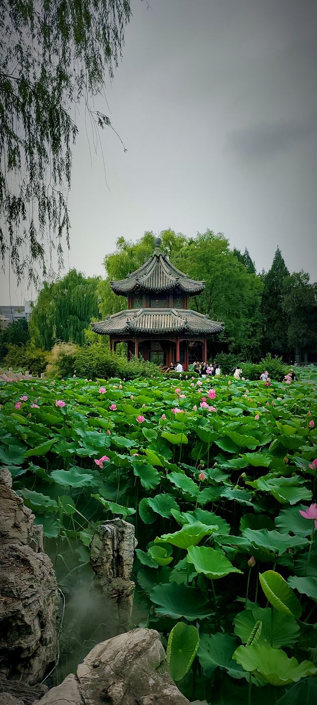 北京盛夏的粉色秘境蓮花池公園太仙了!